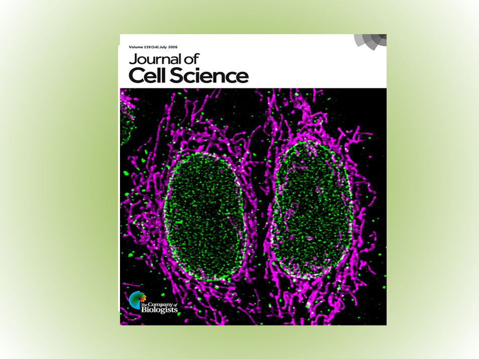 Annulate lamellae - an underexplored cellular structure. 
